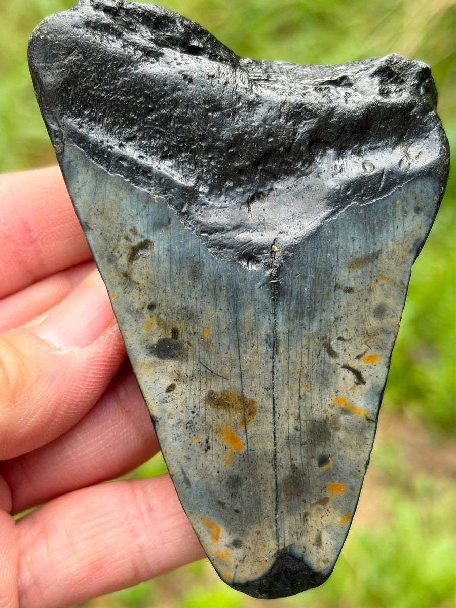 Supplier photograph of the front of an approximately 8.9 cm fossil Megalodon tooth from South Carolina