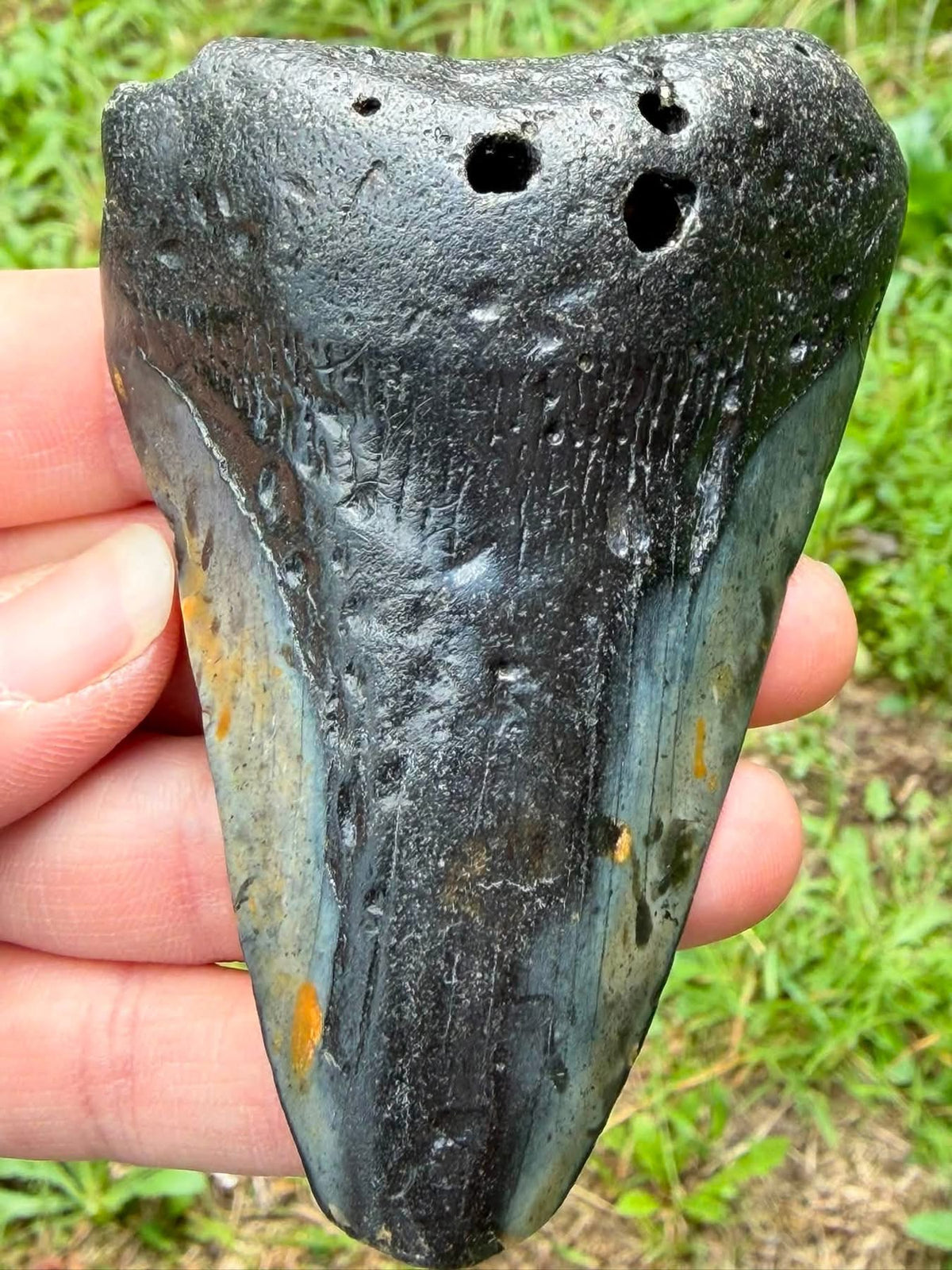 Supplier photograph of the reverse of an approximately 8.9 cm fossil Megalodon tooth from South Carolina