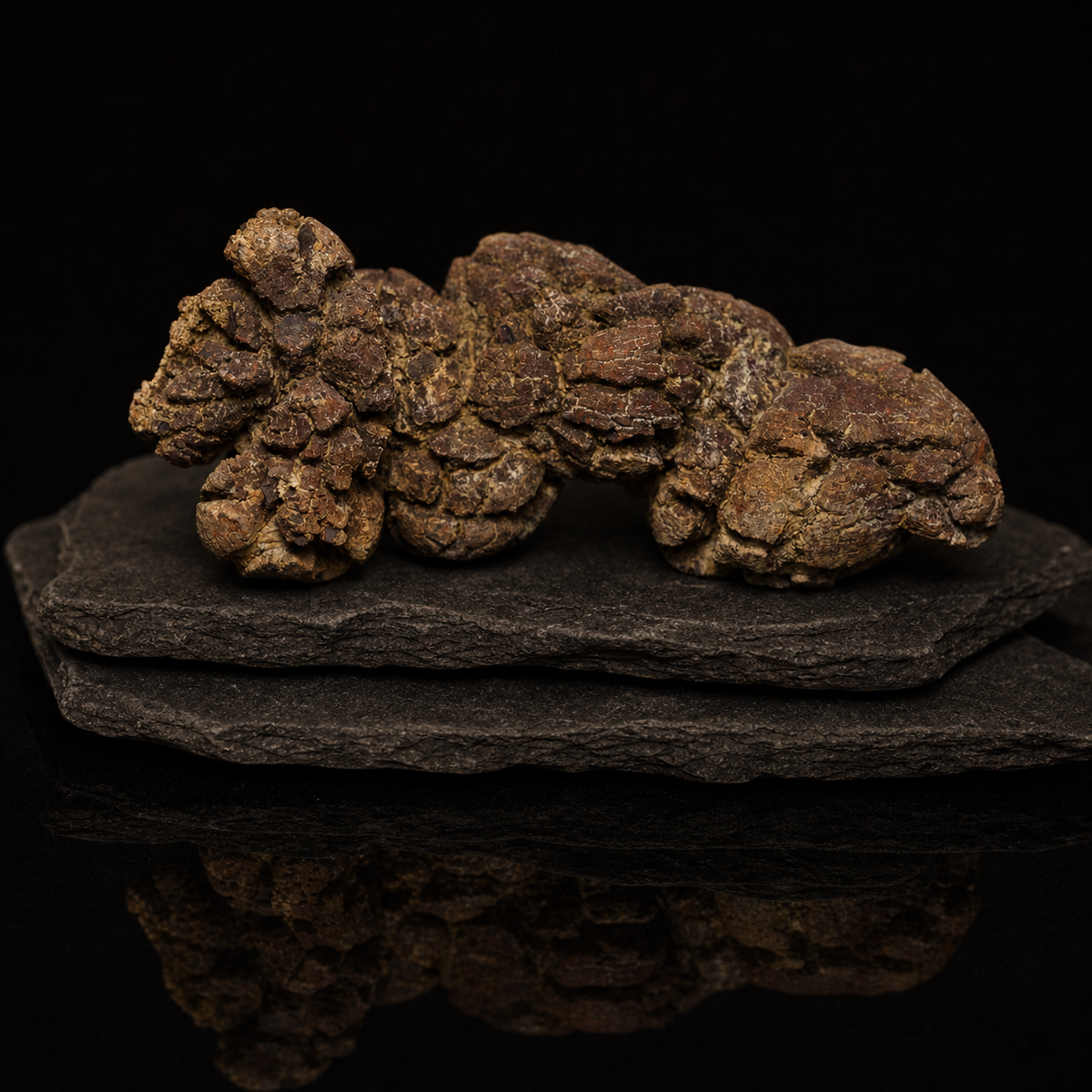 Large Segmented Coprolite Fossil — 146 g Display Specimen, fossil specimen, alternate view.