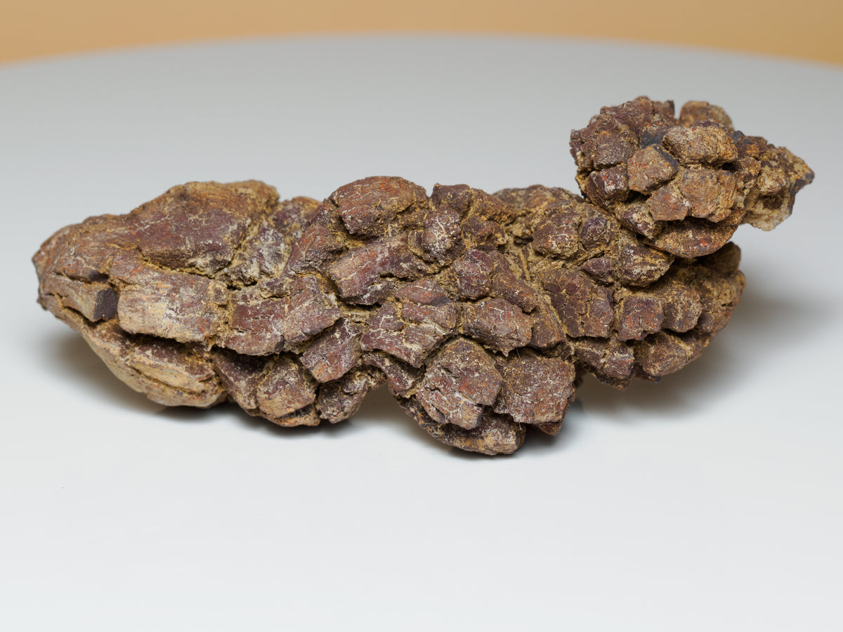 Large Segmented Coprolite Fossil — 146 g Display Specimen, fossil specimen, detail view.