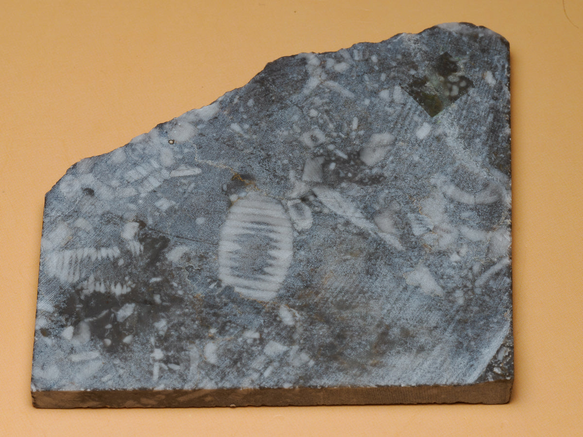 Close view of the crinoid fossil slab showing pale segmented stem fossils embedded in charcoal grey limestone.