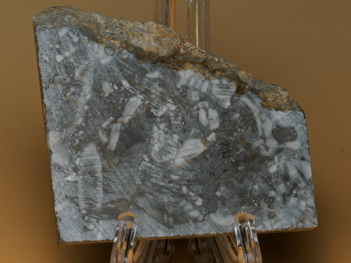 Crinoid stem fossils in limestone displayed on a clear stand, showing the cut face, grey matrix and rough upper edge.