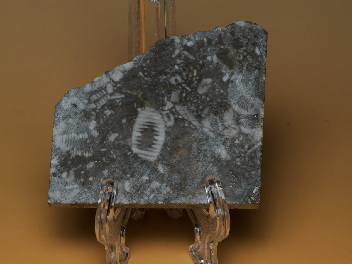 Crinoid stem fossil slab in dark grey limestone, with numerous pale fossil fragments and a prominent segmented stem section.