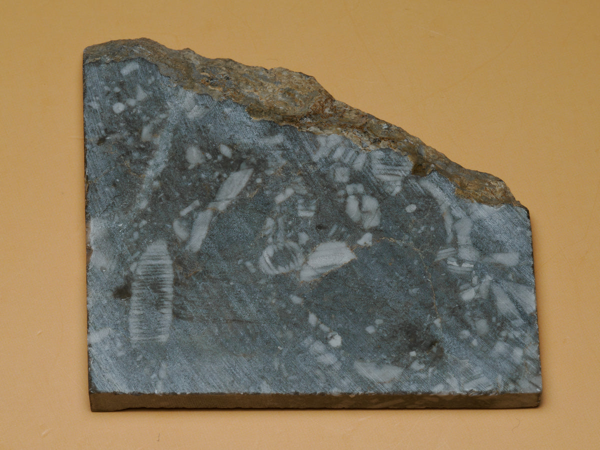 Reverse face of the crinoid fossil slab, with scattered pale fossil impressions and a rough natural limestone edge.