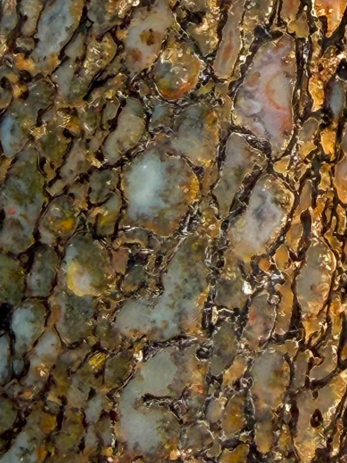Supplier close-up of the blue grey, amber and red dinosaur gem bone cells
