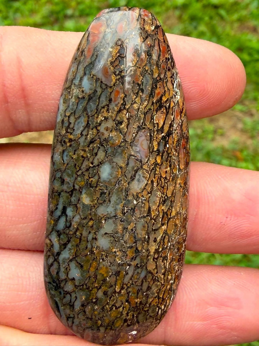 Supplier photo of the 15 gram dinosaur gem bone cabochon, blue grey and amber cells