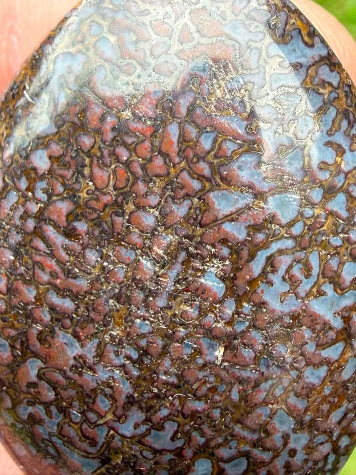 Supplier close-up of the blue and pink dinosaur gem bone cells