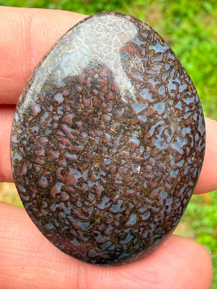 Supplier photo of the dinosaur gem bone cabochon, front