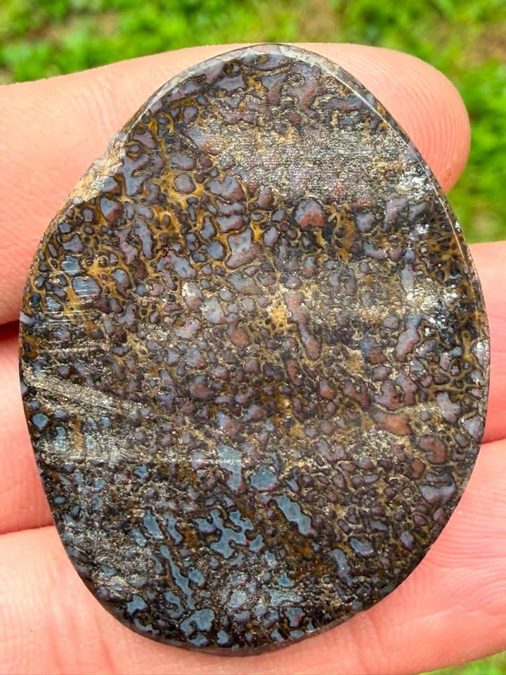 Supplier photo of the reverse side of the dinosaur gem bone cabochon