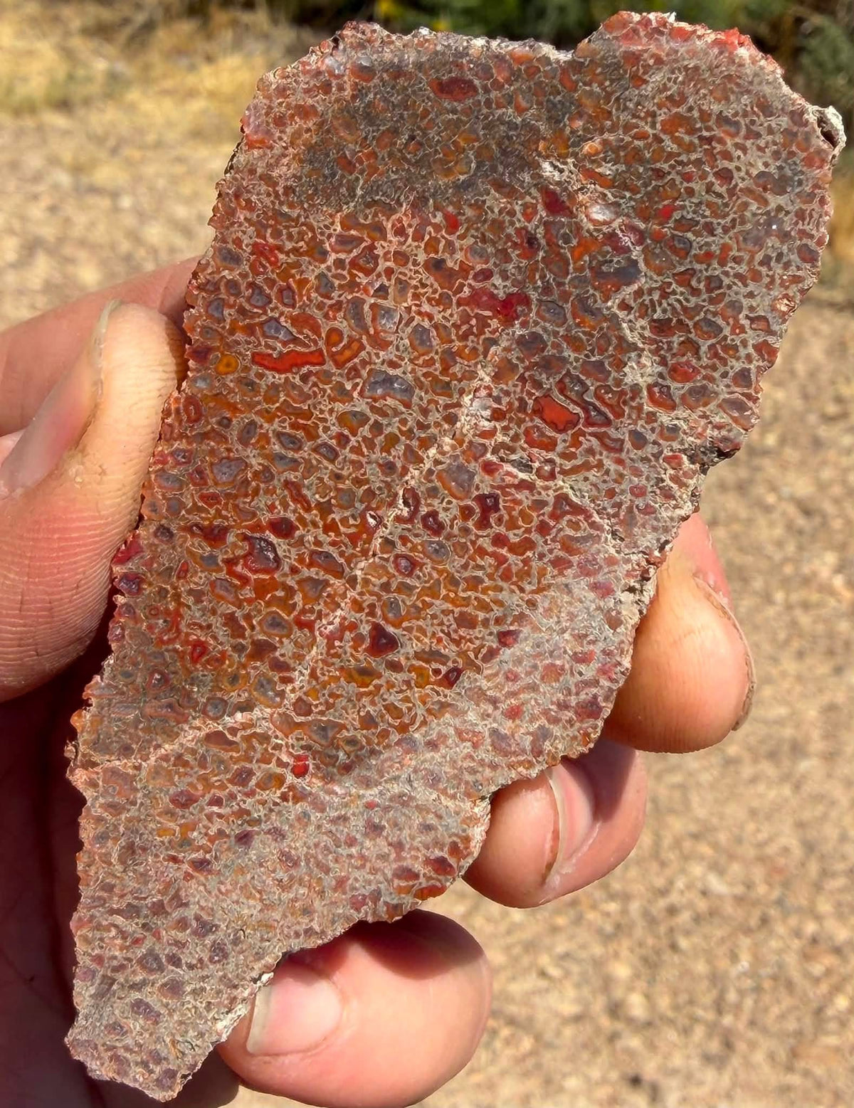 Supplier photograph of the face of the dinosaur gem bone slab