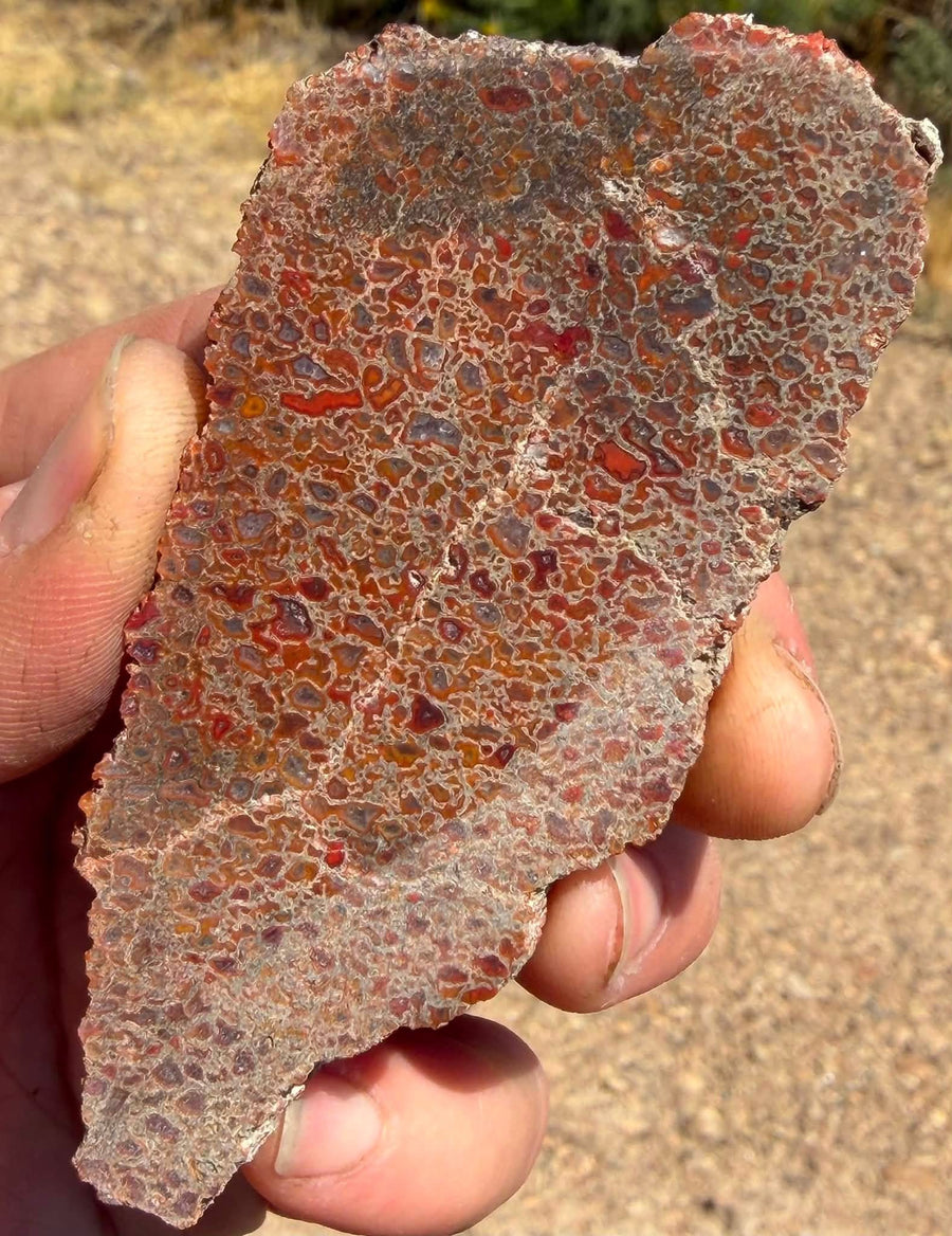Supplier photograph of the face of the dinosaur gem bone slab