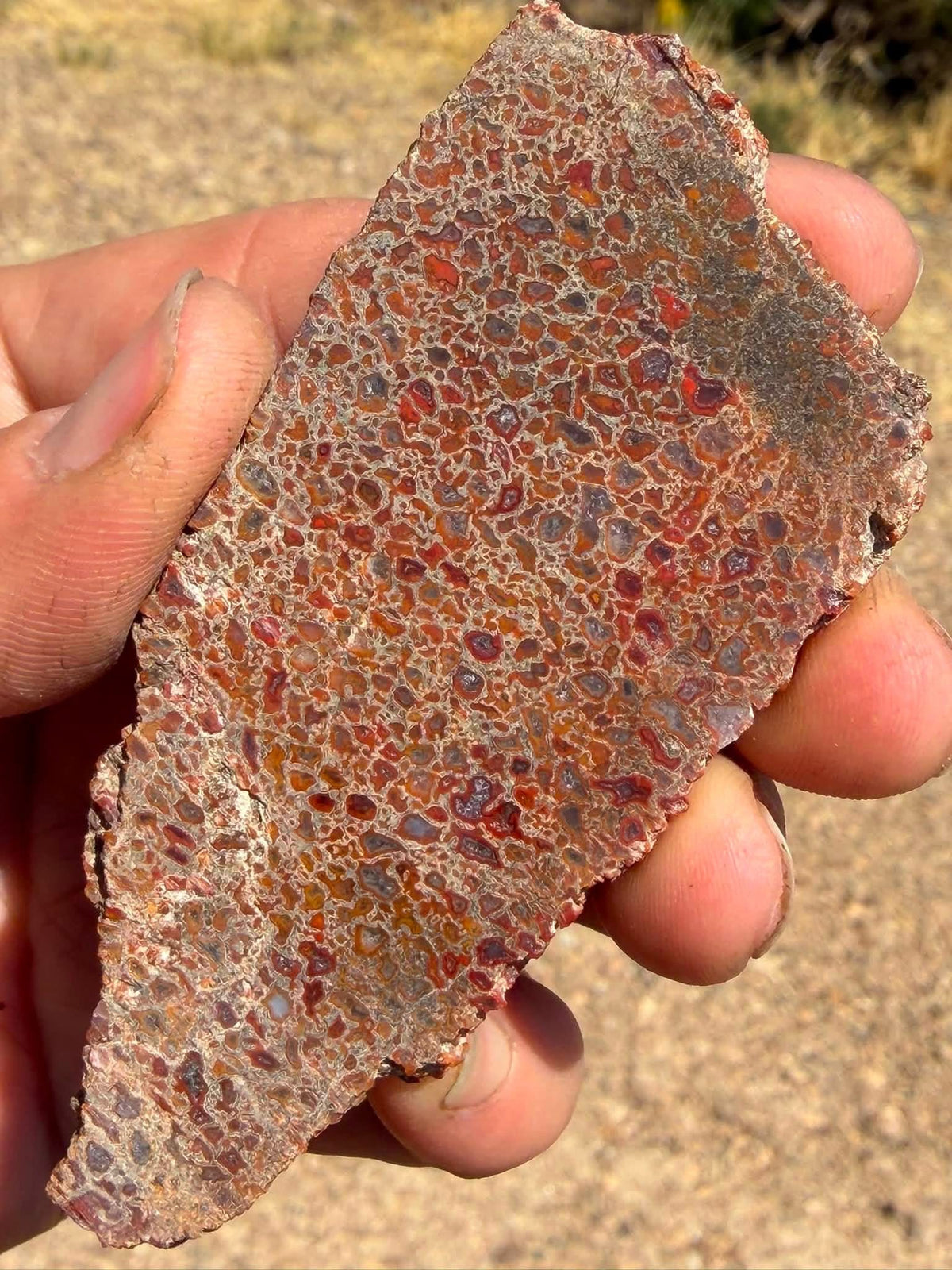 Supplier photograph of the dinosaur gem bone slab showing its red and orange cell pattern
