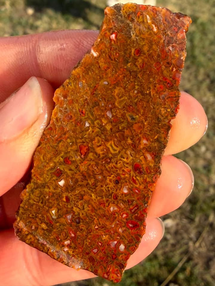 Supplier photograph of the dinosaur gem bone slab showing its red, orange and gold cell pattern