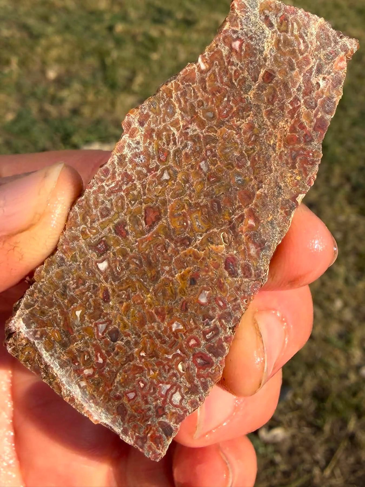 Supplier photograph of the reverse side of the dinosaur gem bone slab