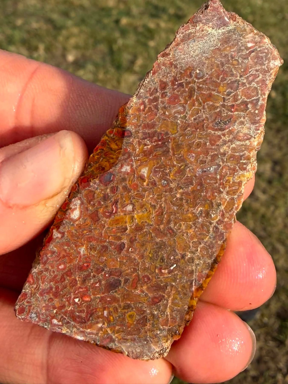 Supplier photograph of the dry side of the dinosaur gem bone slab