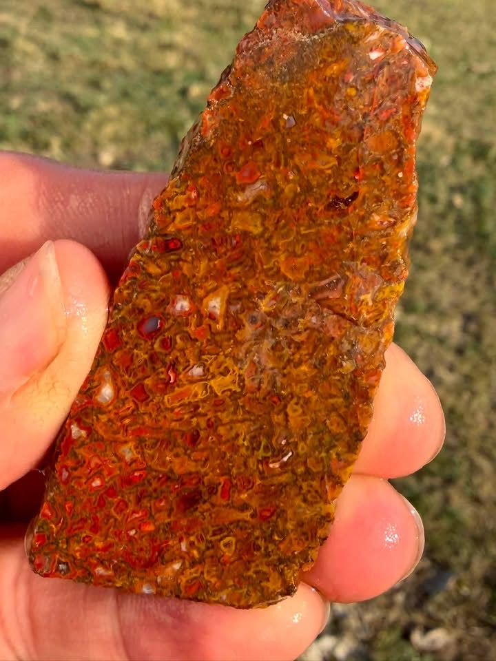 Supplier photograph of the dinosaur gem bone slab showing its vivid colours
