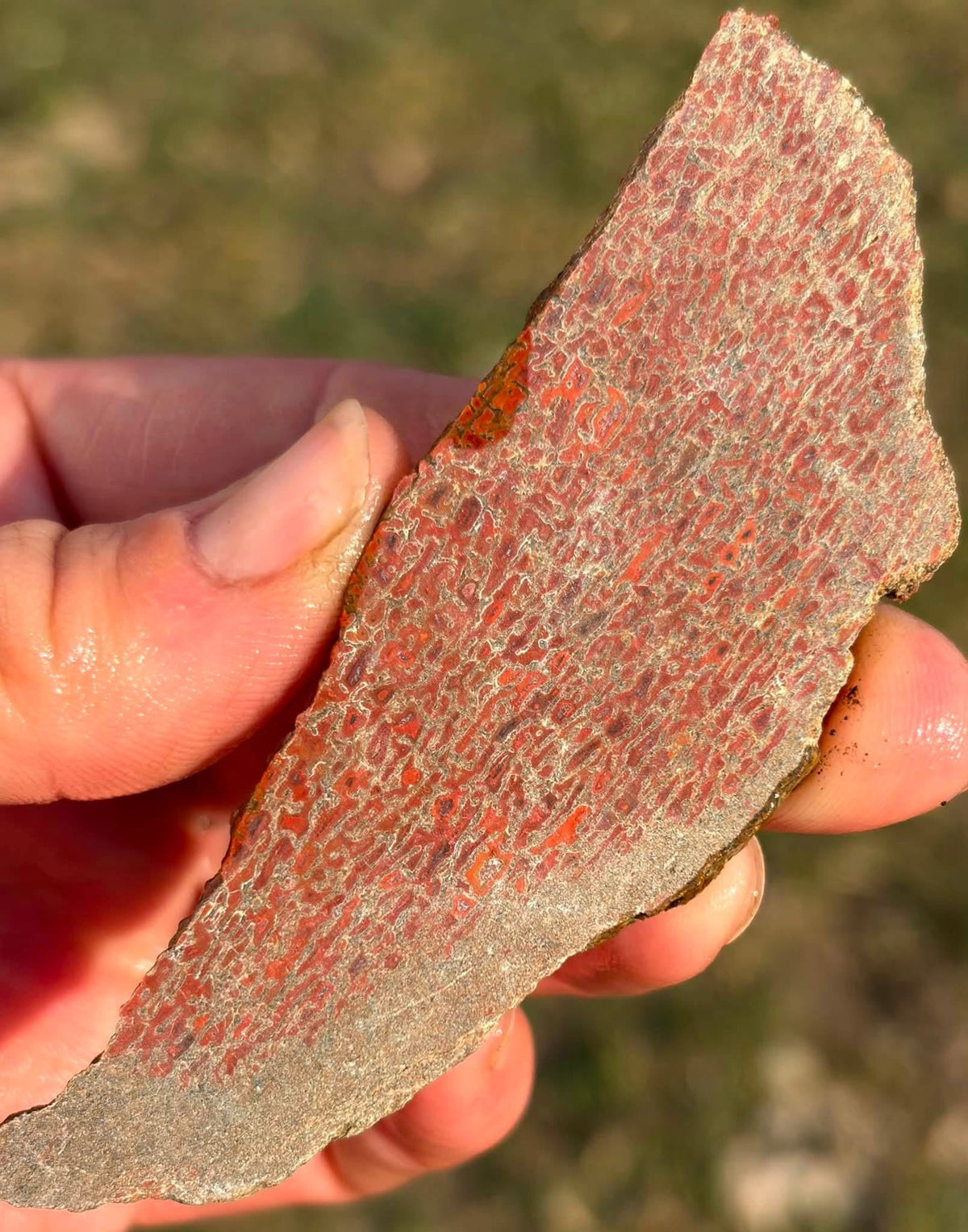Supplier photograph of the reverse side of the dinosaur gem bone slab