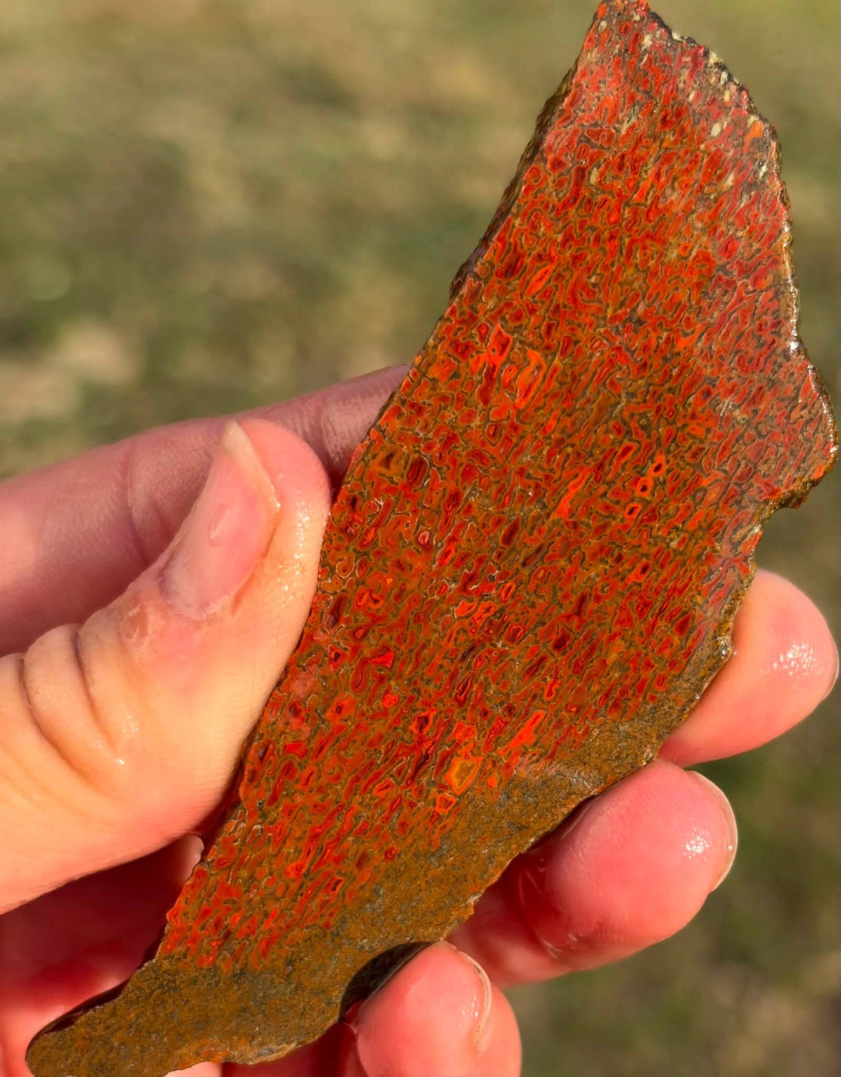 Supplier photograph of the brighter red and orange face of the dinosaur gem bone slab