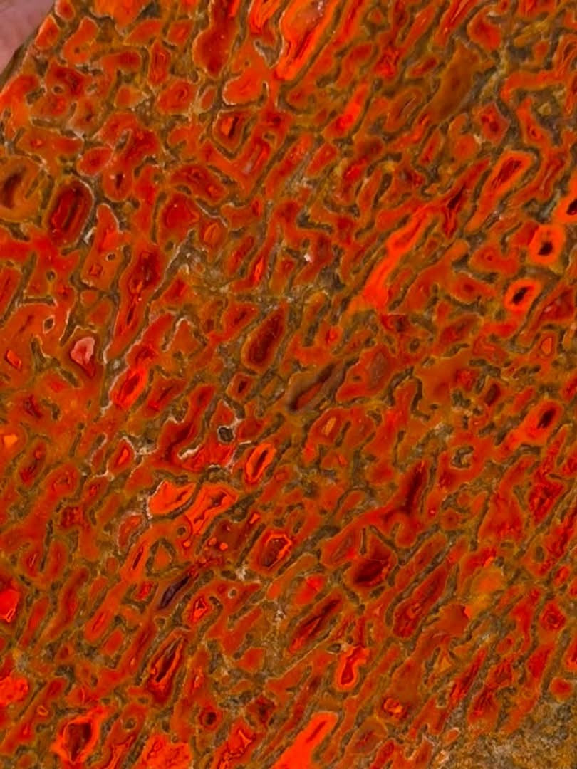 Supplier close-up photograph of the dinosaur gem bone cell pattern