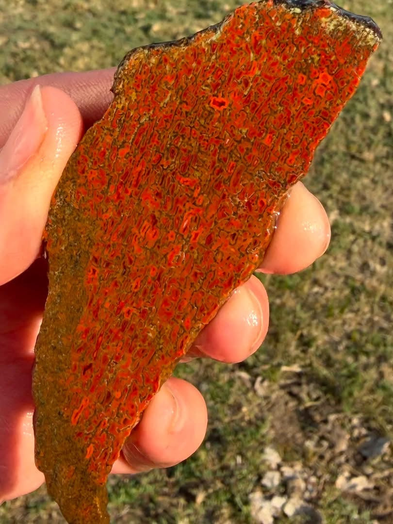 Supplier photograph of the dinosaur gem bone slab showing its wet red and orange surface