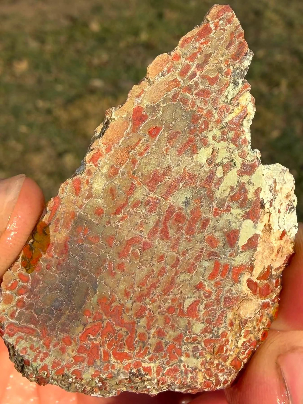 Supplier photograph of the dinosaur gem bone slab face