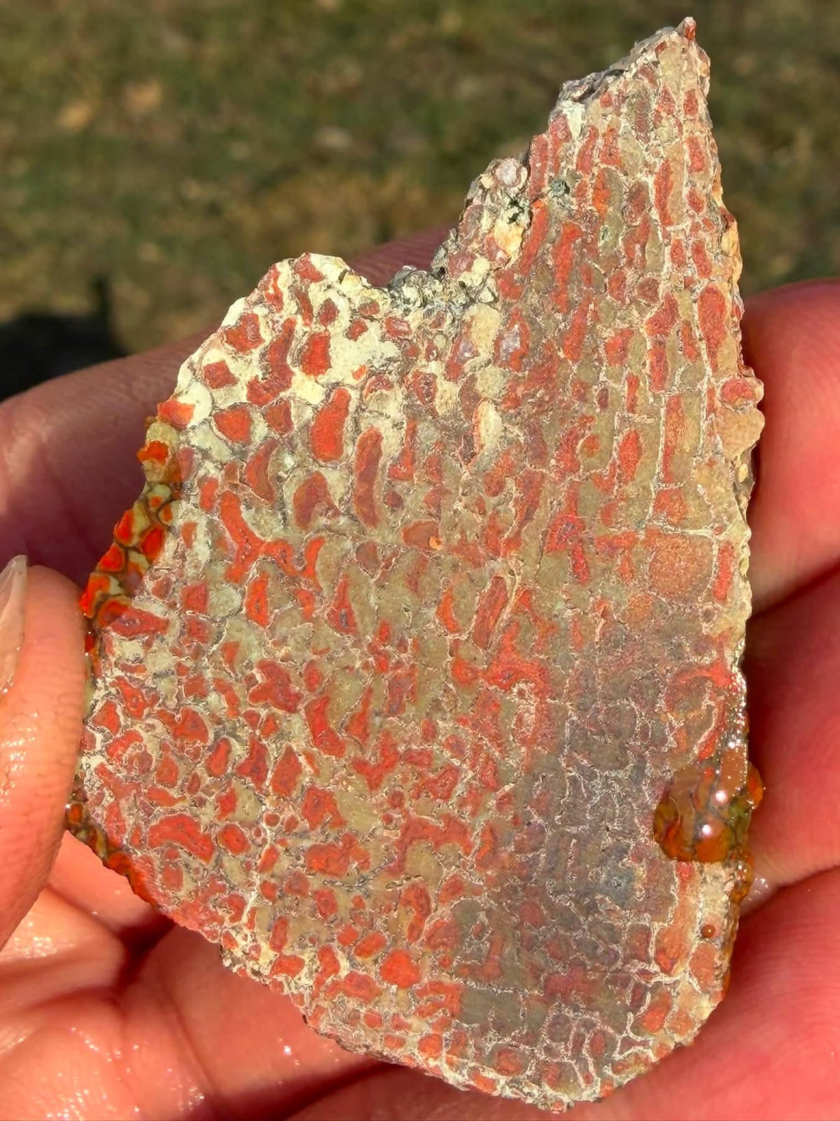 Supplier photograph of the reverse side of the dinosaur gem bone slab