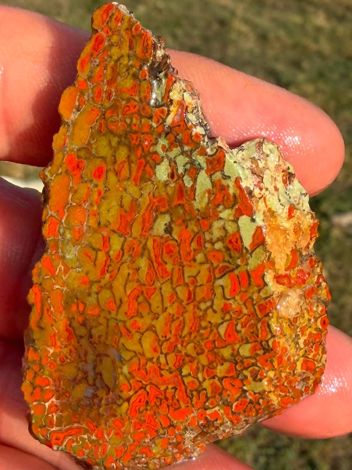 Supplier close-up photograph of the dinosaur gem bone slab showing natural surface variation