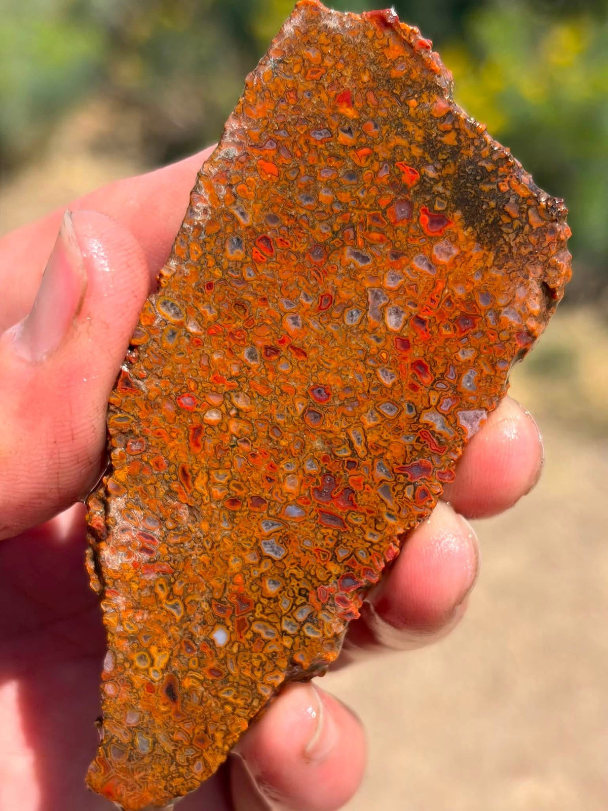 Supplier photograph of the colourful face of the dinosaur gem bone slab