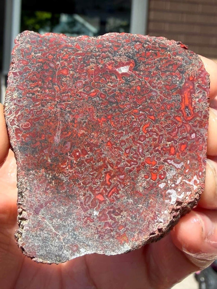 Supplier photograph of the red and dark cell pattern on the dinosaur gem bone slab