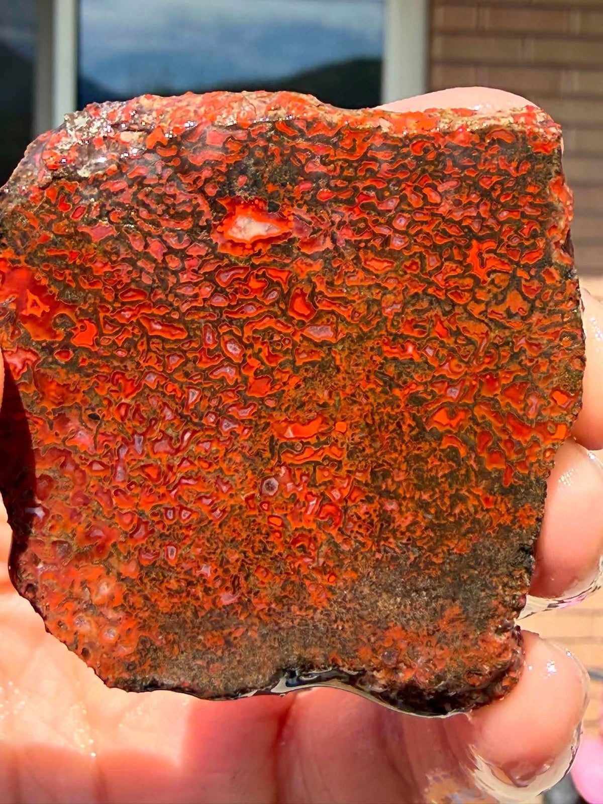 Supplier photograph of the bright orange and red face of the dinosaur gem bone slab