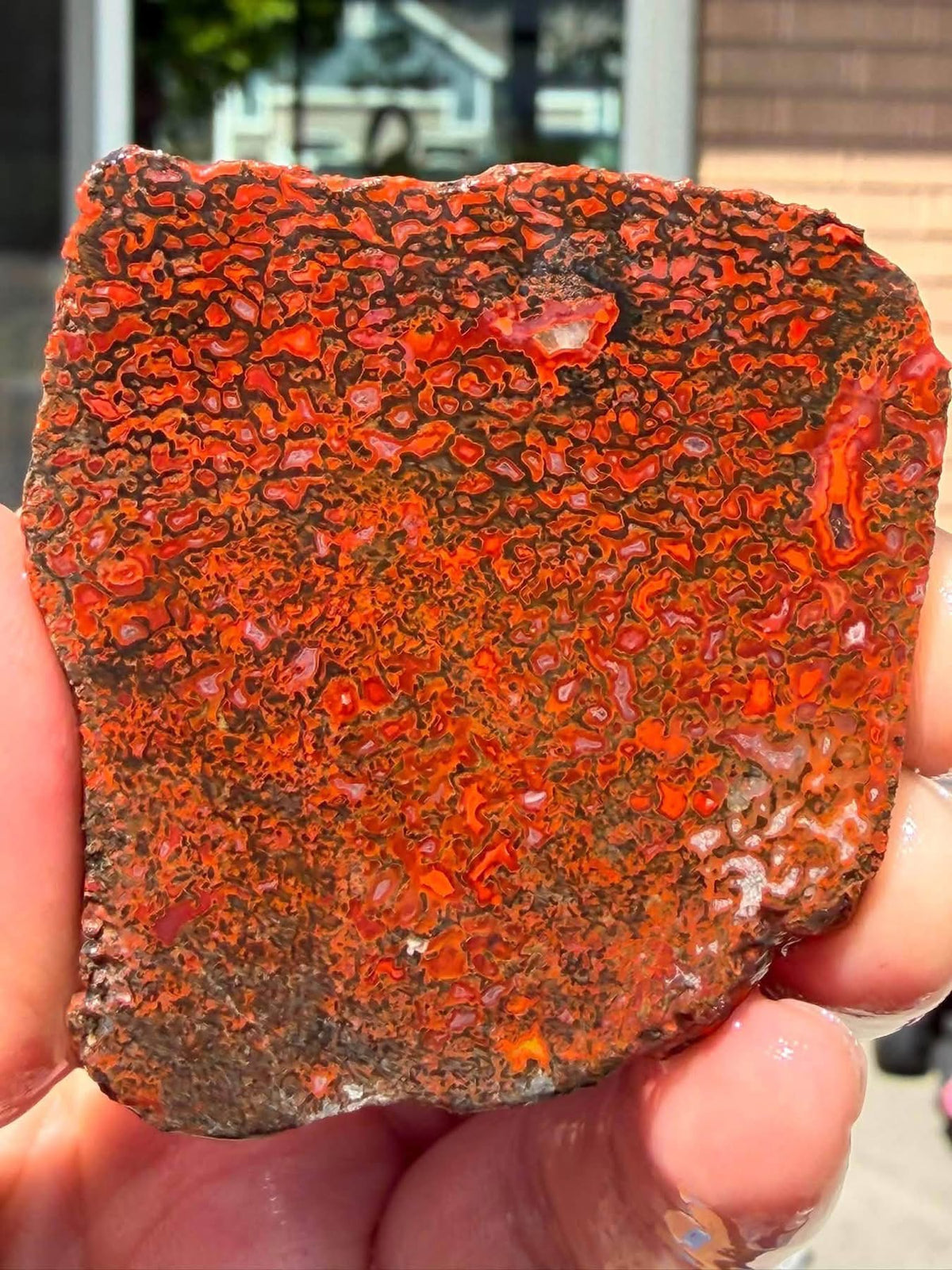 Supplier close-up photograph showing the orange and red cellular detail of the dinosaur gem bone slab