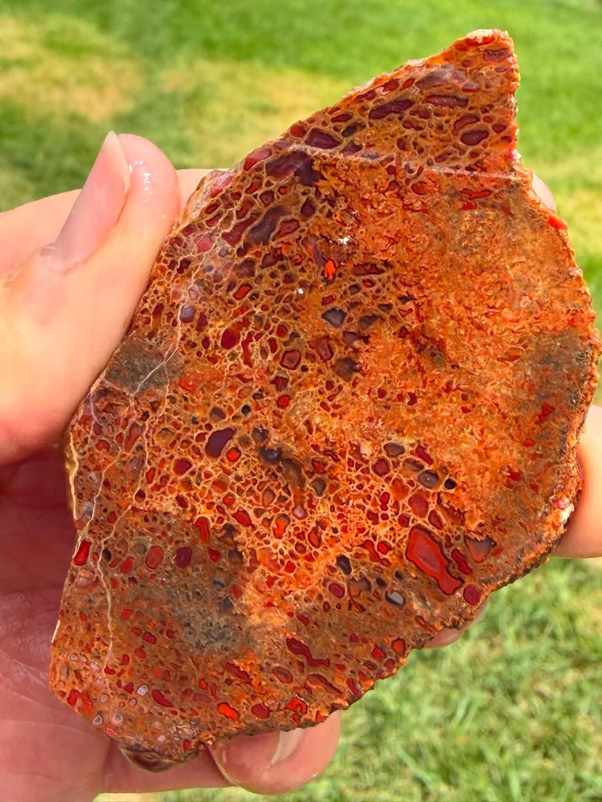 Supplier photograph of the vivid red and orange face of the dinosaur gem bone slab