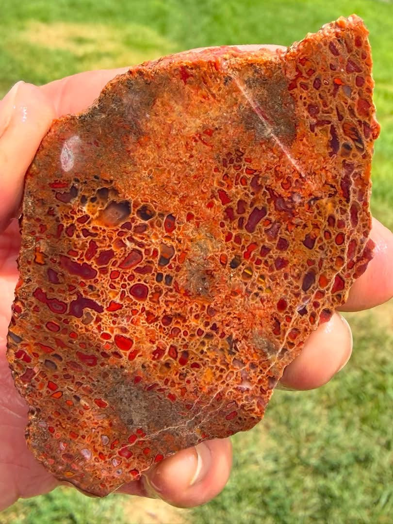 Supplier photograph of another face of the dinosaur gem bone slab
