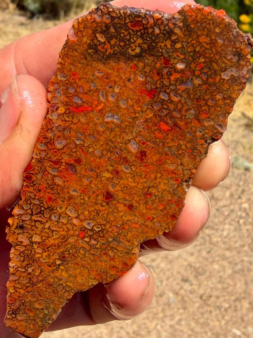 Supplier photograph of another face of the dinosaur gem bone slab