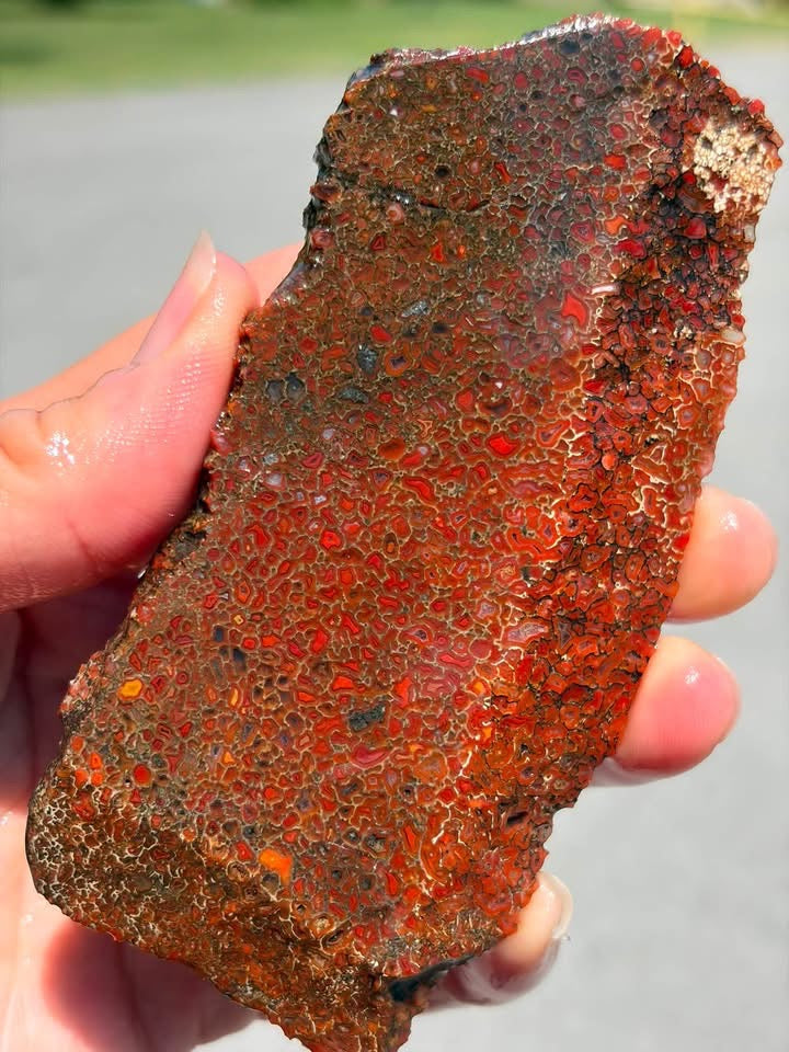 Supplier photo showing the vivid red and orange colors of the dinosaur gem bone slab