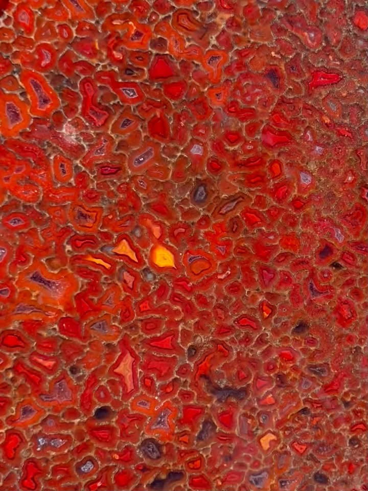 Supplier close-up of the red, orange and purple dinosaur gem bone cells