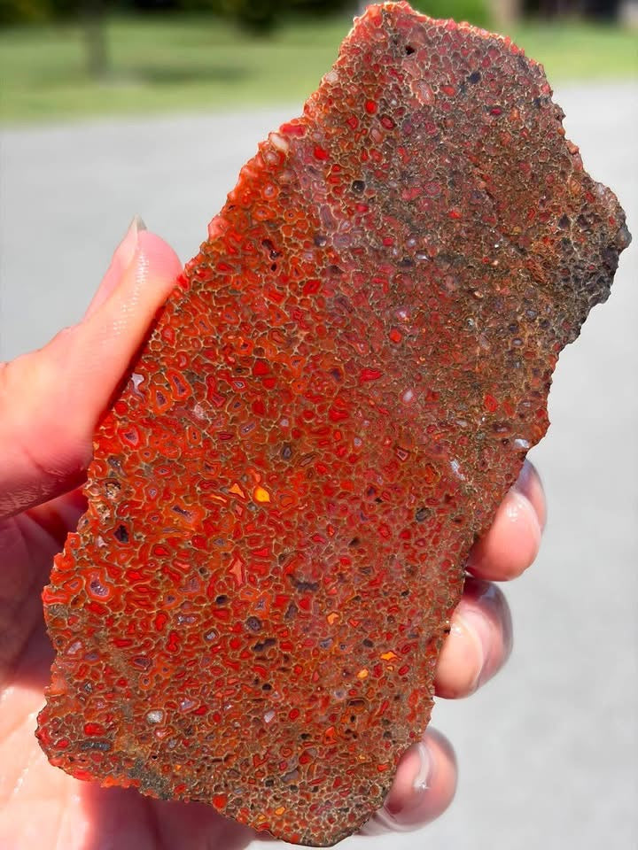 Supplier photo of the 64 gram dinosaur gem bone slab, red and orange cell pattern