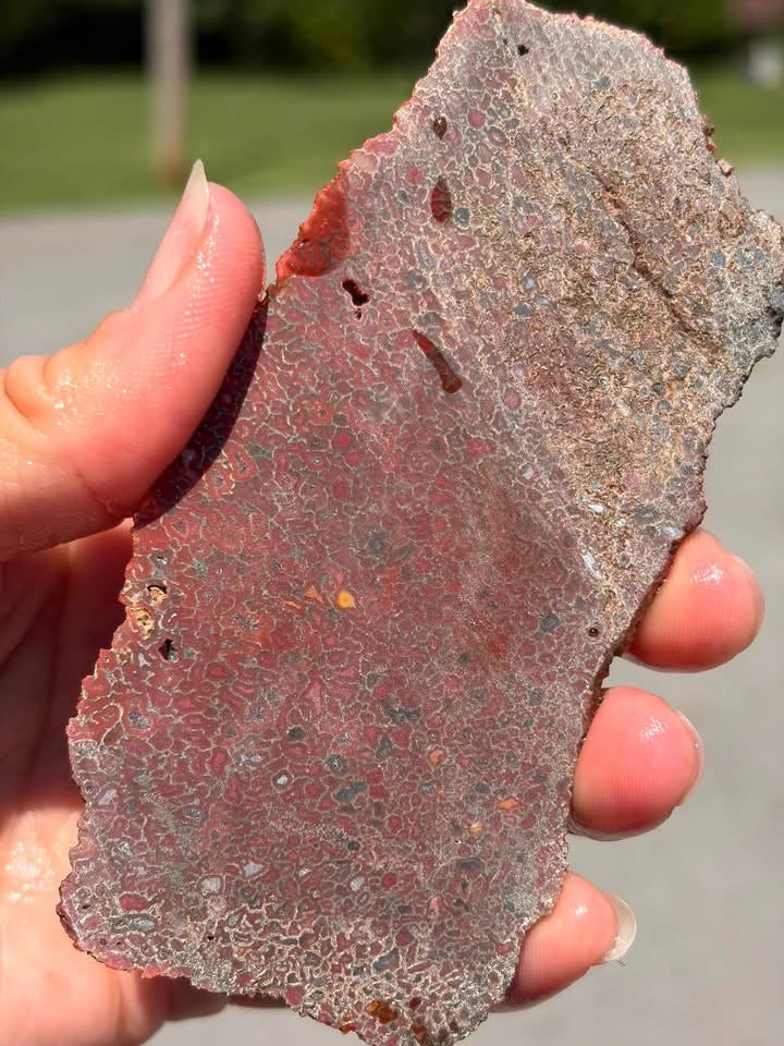Supplier photo of the reverse side of the dinosaur gem bone slab