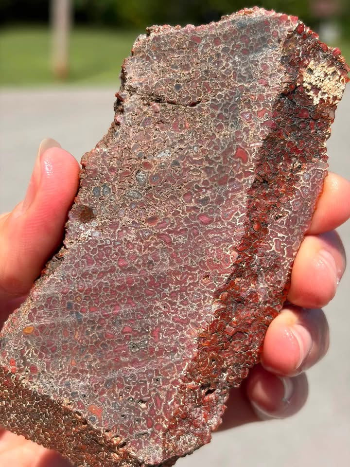 Supplier photo of the dinosaur gem bone slab shown wet outdoors