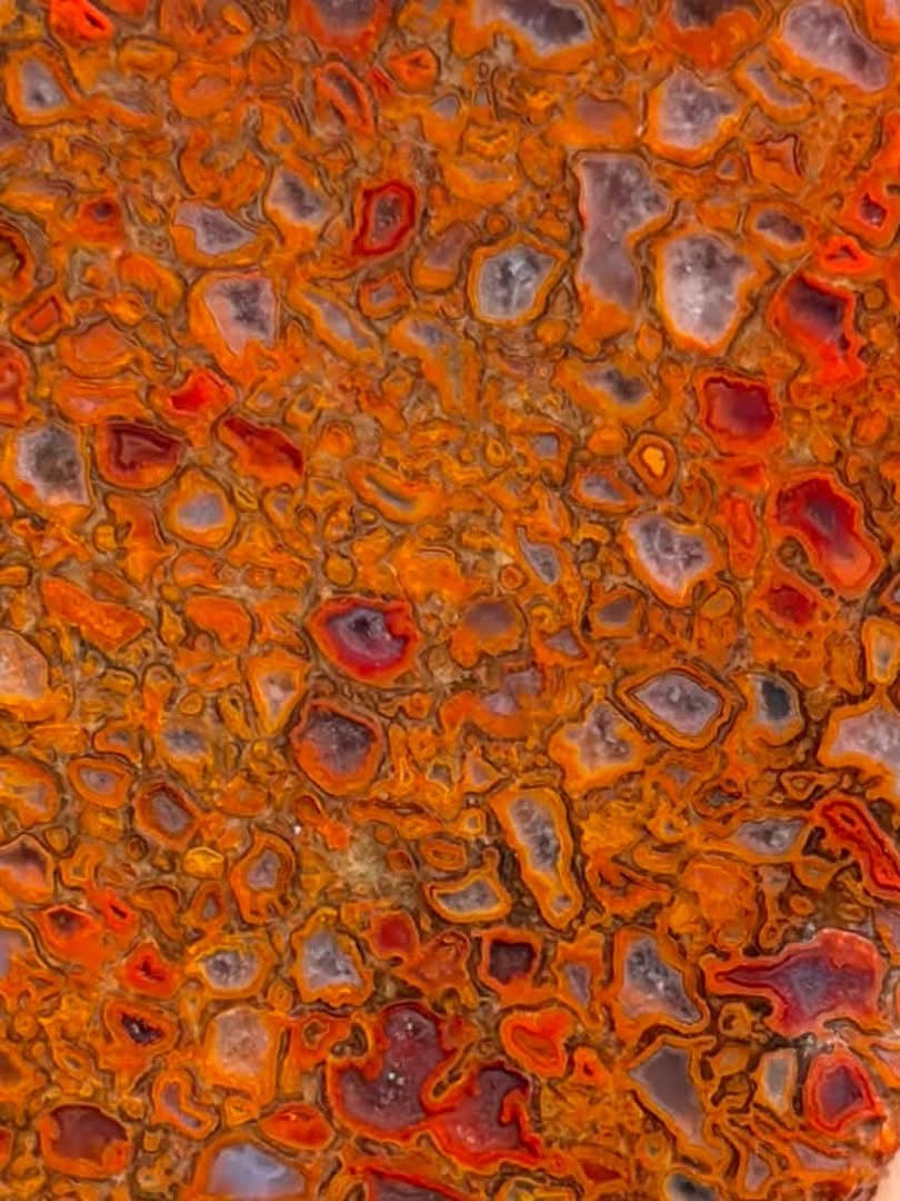 Supplier close-up photograph of the dinosaur gem bone cell pattern