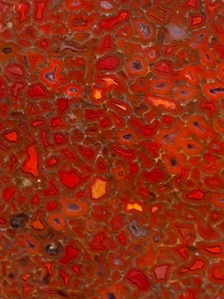 Supplier close-up showing the vivid agate-filled cellular pattern