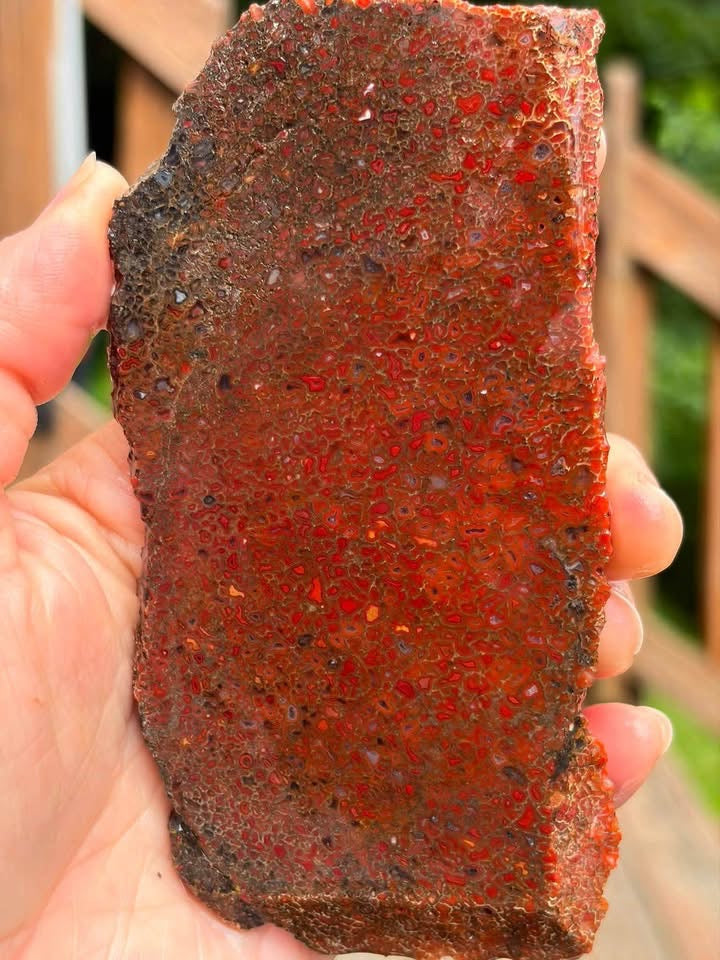 Supplier photo showing the red agatized dinosaur gem bone slab