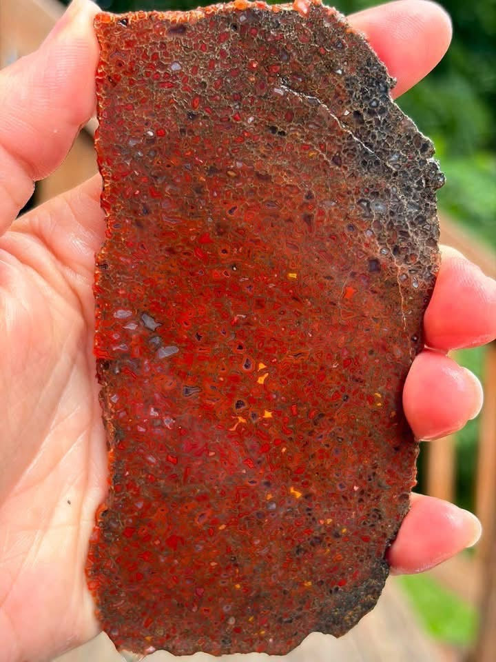 Supplier photo showing the red agatized dinosaur gem bone slab, front