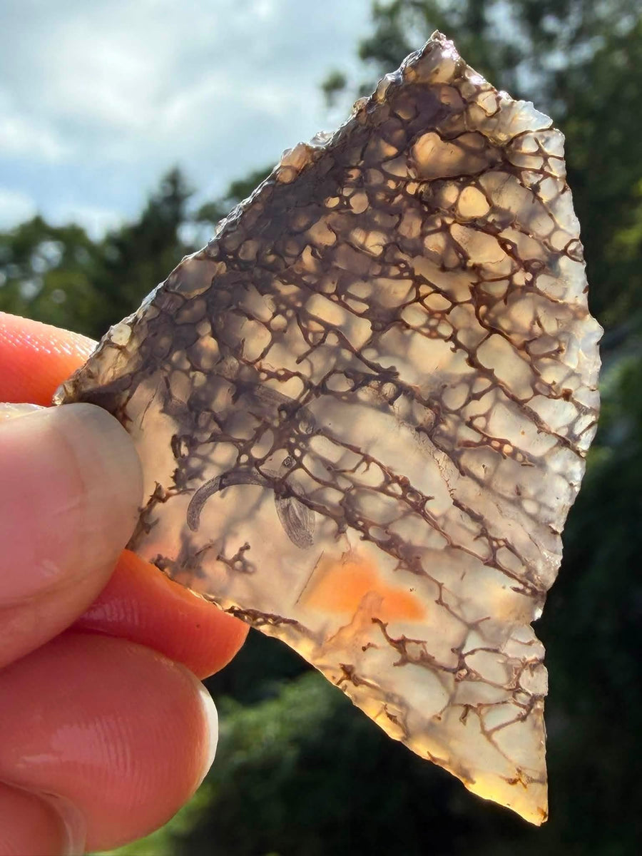 Supplier photo showing light passing through the translucent dinosaur gem bone slab