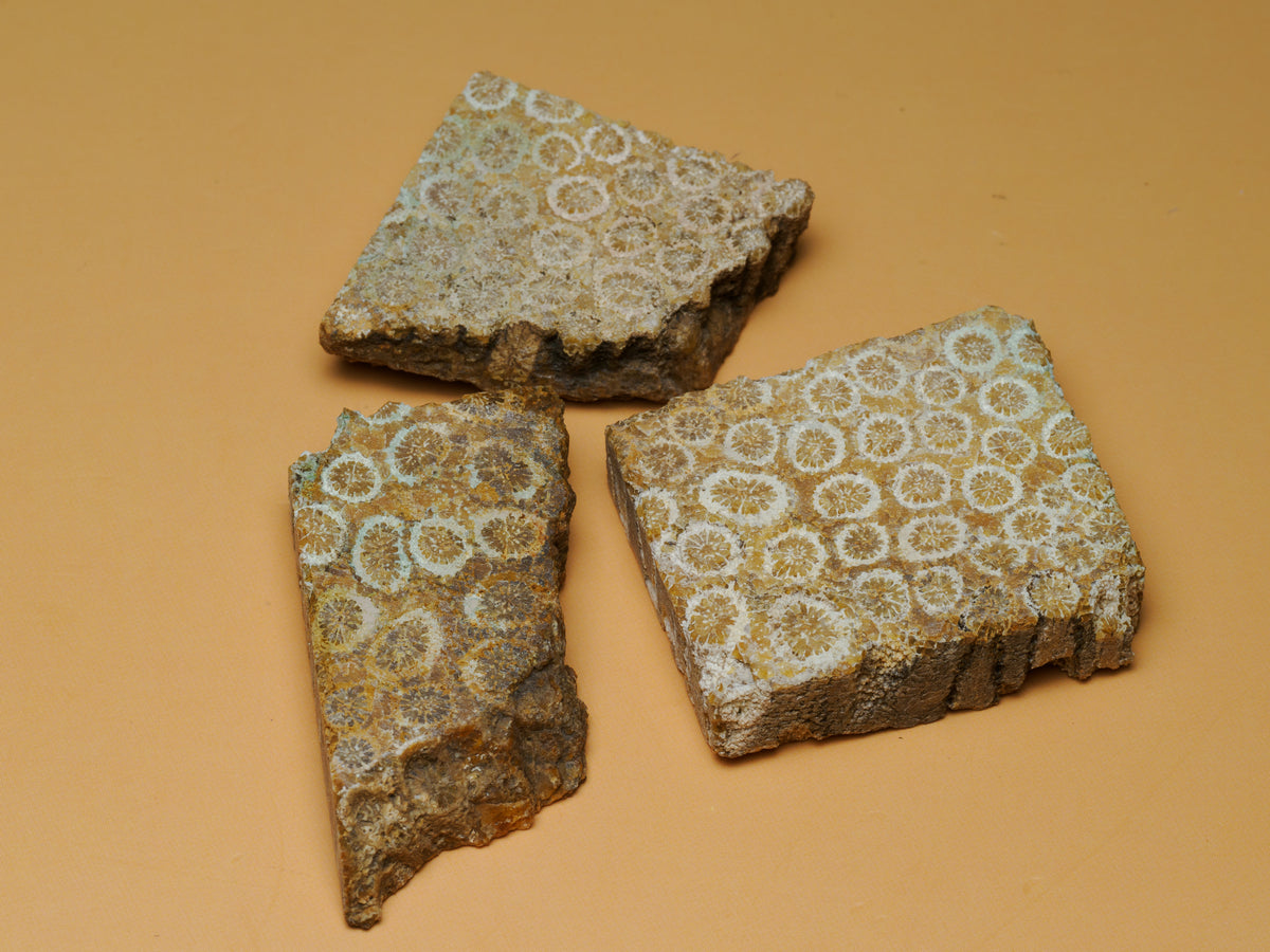 Three fossil coral pieces from Sumatra arranged together, showing cream and golden brown circular coral patterns across cut faces and rough natural edges.