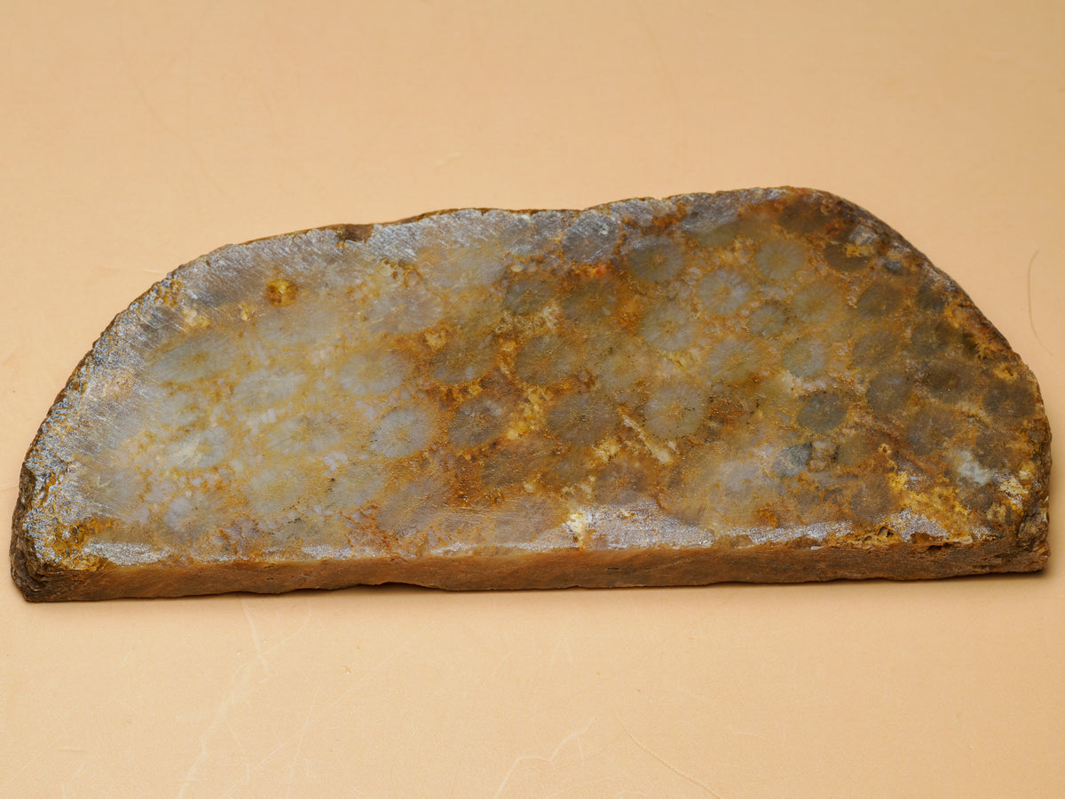 Close view of the 69 gram fossil coral slab, with pale grey areas and rusty brown mineral tones across the cut surface.