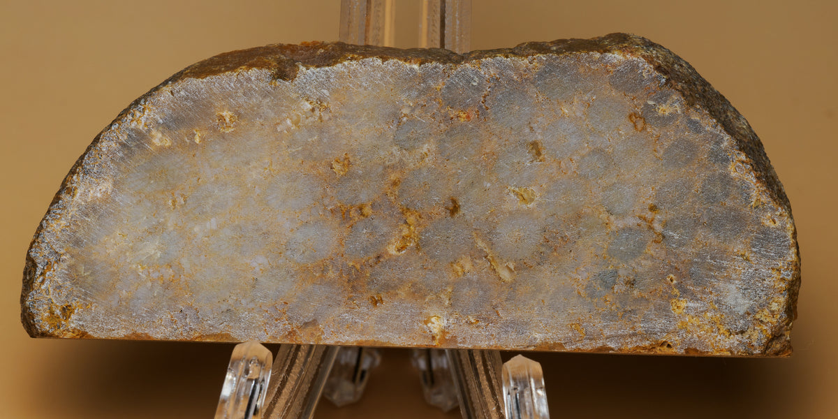 Fossil coral slab displayed horizontally on a clear stand, showing its long profile and muted grey-brown patterning.