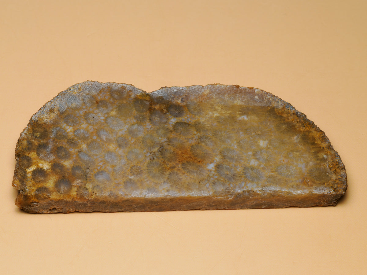 Fossil coral slab from Sumatra, showing a broad grey and ochre cut face with subtle coral patterns and a natural irregular edge.