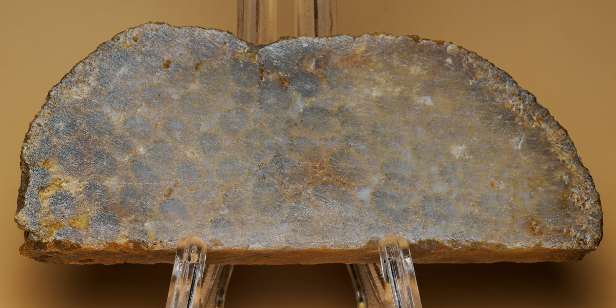 Reverse face of the fossil coral slab on a display stand, with a broad grey surface, ochre inclusions and naturally rough edges.