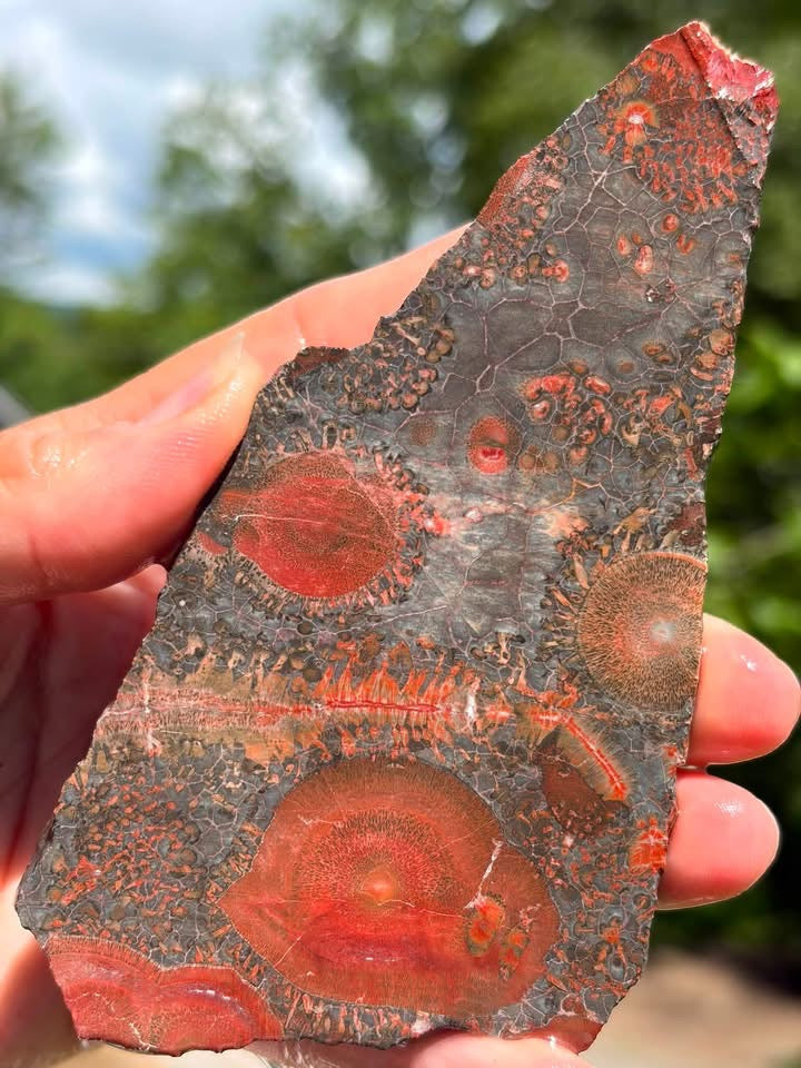 Galaxy Rhyolite slab detail showing orbicular patterns